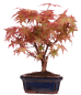 Preview: Bonsai - Acer palmatum Deshojo - roter Fächerahorn 228/28