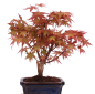Preview: Bonsai - Acer palmatum Deshojo - roter Fächerahorn 228/28