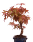 Preview: Bonsai - Acer palmatum Deshojo - roter Fächerahorn 228/28