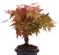 Preview: Bonsai - Acer palmatum Deshojo - roter Fächerahorn 228/30