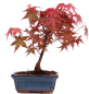 Preview: Bonsai - Acer palmatum Deshojo - roter Fächerahorn 228/31