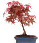 Preview: Bonsai - Acer palmatum Deshojo - roter Fächerahorn 228/31