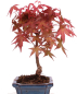 Preview: Bonsai - Acer palmatum Deshojo - roter Fächerahorn 228/31