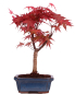 Preview: Bonsai - Acer palmatum Deshojo - roter Fächerahorn 228/32
