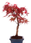Preview: Bonsai - Acer palmatum Deshojo - roter Fächerahorn 228/32