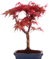 Preview: Bonsai - Acer palmatum Deshojo - roter Fächerahorn 228/32