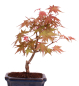 Preview: Bonsai - Acer palmatum Deshojo - roter Fächerahorn 228/33