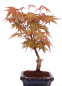Preview: Bonsai - Acer palmatum Deshojo - roter Fächerahorn 228/33