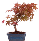 Preview: Bonsai - Acer palmatum Deshojo - roter Fächerahorn 228/35