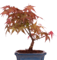 Preview: Bonsai - Acer palmatum Deshojo - roter Fächerahorn 228/35