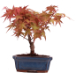 Preview: Bonsai - Acer palmatum Deshojo - roter Fächerahorn 228/36