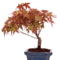 Preview: Bonsai - Acer palmatum Deshojo - roter Fächerahorn 228/36