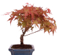 Preview: Bonsai - Acer palmatum Deshojo - roter Fächerahorn 228/36