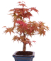 Preview: Bonsai - Acer palmatum Deshojo - roter Fächerahorn 228/38