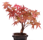 Preview: Bonsai - Acer palmatum Deshojo - roter Fächerahorn 228/39