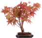 Preview: Bonsai - Acer palmatum Deshojo - roter Fächerahorn 228/39