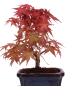 Preview: Bonsai - Acer palmatum Deshojo - roter Fächerahorn 228/41