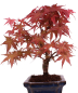 Preview: Bonsai - Acer palmatum Deshojo - roter Fächerahorn 228/41