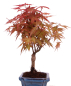 Preview: Bonsai - Acer palmatum Deshojo - roter Fächerahorn 228/42