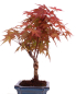 Preview: Bonsai - Acer palmatum Deshojo - roter Fächerahorn 228/42
