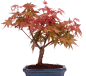 Preview: Bonsai - Acer palmatum Deshojo - roter Fächerahorn 228/43