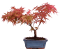 Preview: Bonsai - Acer palmatum Deshojo - roter Fächerahorn 228/44
