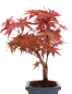Preview: Bonsai - Acer palmatum Deshojo - roter Fächerahorn 228/44
