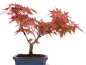 Preview: Bonsai - Acer palmatum Deshojo - roter Fächerahorn 228/44