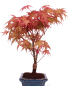 Preview: Bonsai - Acer palmatum Deshojo - roter Fächerahorn 228/45
