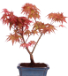 Preview: Bonsai - Acer palmatum Deshojo - roter Fächerahorn 228/45