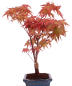 Preview: Bonsai - Acer palmatum Deshojo - roter Fächerahorn 228/45