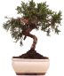 Preview: Bonsai - Juniperus chinensis 'Kyushu', Chinesischer Wacholder 228/46
