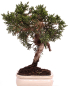 Preview: Bonsai - Juniperus chinensis 'Kyushu', Chinesischer Wacholder 228/46