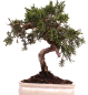 Preview: Bonsai - Juniperus chinensis 'Kyushu', Chinesischer Wacholder 228/46
