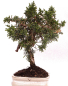 Preview: Bonsai - Juniperus chinensis 'Kyushu', Chinesischer Wacholder 228/46