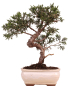 Preview: Bonsai - Juniperus chinensis 'Kyushu', Chinesischer Wacholder 228/47