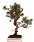 Preview: Bonsai - Juniperus chinensis 'Kyushu', Chinesischer Wacholder 228/47