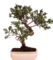 Preview: Bonsai - Juniperus chinensis 'Kyushu', Chinesischer Wacholder 228/47