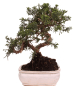 Preview: Bonsai - Juniperus chinensis 'Kyushu', Chinesischer Wacholder 228/48
