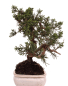 Preview: Bonsai - Juniperus chinensis 'Kyushu', Chinesischer Wacholder 228/48