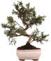 Preview: Bonsai - Juniperus chinensis 'Kyushu', Chinesischer Wacholder 228/49