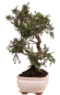 Preview: Bonsai - Juniperus chinensis 'Kyushu', Chinesischer Wacholder 228/49