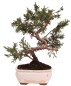 Preview: Bonsai - Juniperus chinensis 'Kyushu', Chinesischer Wacholder 228/49