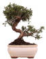 Preview: Bonsai - Juniperus chinensis 'Kyushu', Chinesischer Wacholder 228/50