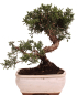 Preview: Bonsai - Juniperus chinensis 'Kyushu', Chinesischer Wacholder 228/50