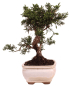 Preview: Bonsai - Juniperus chinensis 'Kyushu', Chinesischer Wacholder 228/50