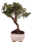 Preview: Bonsai - Juniperus chinensis 'Kyushu', Chinesischer Wacholder 228/51