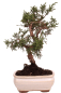 Preview: Bonsai - Juniperus chinensis 'Kyushu', Chinesischer Wacholder 228/52