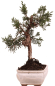 Preview: Bonsai - Juniperus chinensis 'Kyushu', Chinesischer Wacholder 228/52