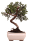Preview: Bonsai - Juniperus chinensis 'Kyushu', Chinesischer Wacholder 228/53